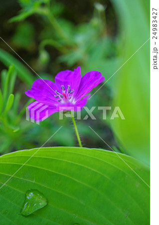 美しいアケボノフウロ 24983427