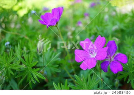 美しいアケボノフウロ 24983430