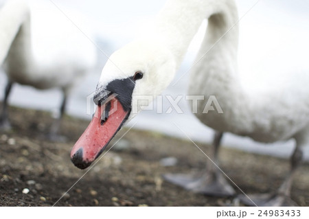 カメラを覗き込む白鳥 カメラを覗き込む白鳥 24983433
