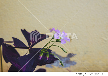 Oxalis triangularis (Purple shamrock) 24984042