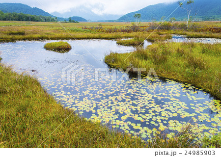 尾瀬ヶ原の池塘 24985903