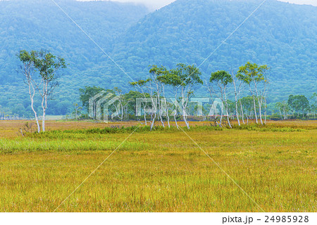 尾瀬ヶ原の自然 尾瀬ヶ原の自然 24985928