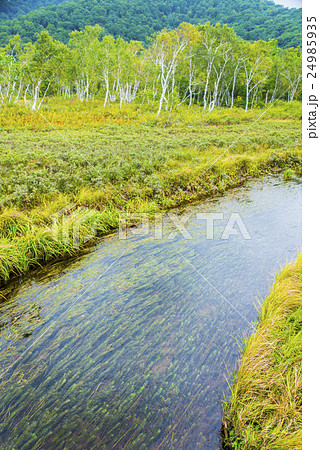 尾瀬ヶ原の自然 尾瀬ヶ原の自然 24985935