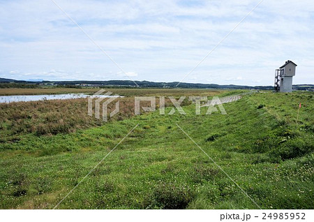 丹頂鶴が訪れる舞鶴遊水池 24985952