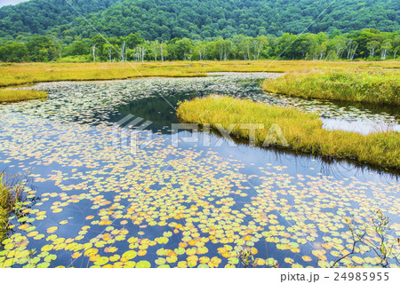 尾瀬ヶ原と池塘 尾瀬ヶ原と池塘 24985955