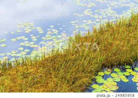 尾瀬ヶ原と池塘 24985958