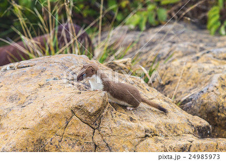 オコジョ オコジョ 24985973