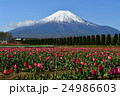 チューリップと富士山〜花の都公園 24986603