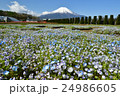 ネモフィラ畑〜花の都公園 24986605
