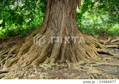 向川寺の大イチョウ　山形県 24986877