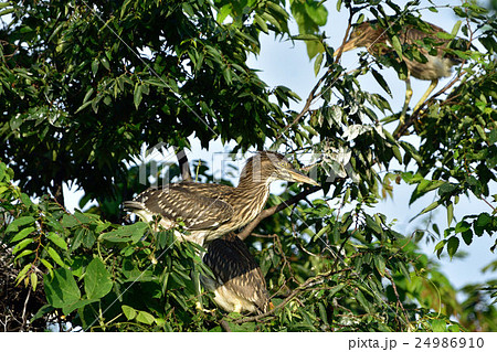 ホシゴイ (五位鷺・幼鳥) ホシゴイ (五位鷺・幼鳥) 24986910