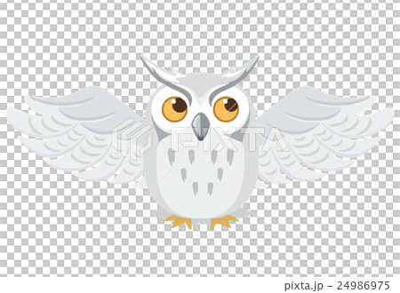フクロウ　イラスト 24986975