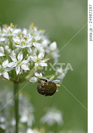 ニラの花とコアオハナムグリ ニラの花とコアオハナムグリ 24987297