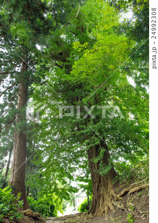 向川寺の大イチョウ 山形県 向川寺の大イチョウ 山形県 24992308