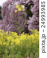 合戦場の桜と菜の花 24993985