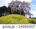合戦場の桜と菜の花 24994007