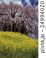 合戦場の桜と菜の花 24994020