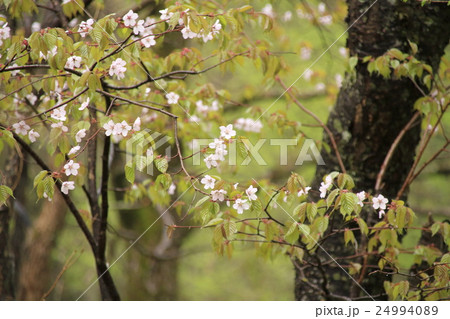 雨の中の山桜 雨の中の山桜 24994089