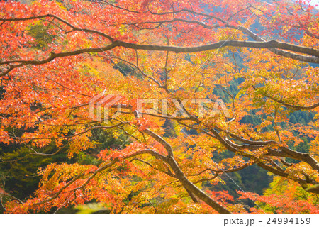 紅葉 24994159