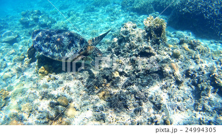 沖縄 渡嘉敷島アオウミガメの水中撮影 沖縄 渡嘉敷島アオウミガメの水中撮影 24994305
