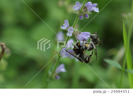 生き物 昆虫 トモンハナバチ、交尾中のつがい。こうして見るとオスの方がメスより大きいのがわかります② 生き物 昆虫 トモンハナバチ、交尾中のつがい。こうして見るとオスの方がメスより大きいのがわかります② 24994351