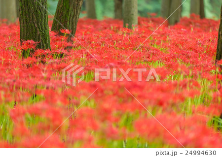 彼岸花 彼岸花 24994630