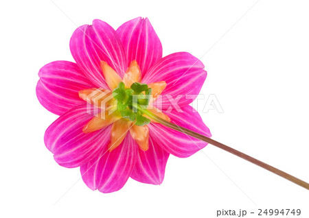 garden flower dahlia Merry guys garden flower dahlia Merry guys 24994749