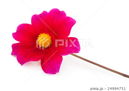 garden flower dahlia Merry guys 24994751