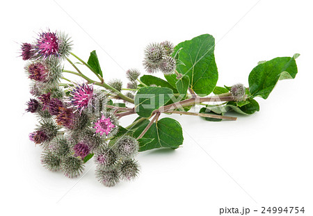 Burdock (Arctium lappa ) 24994754
