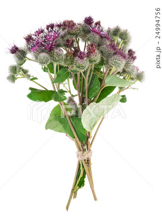 Burdock (Arctium lappa ) 24994756