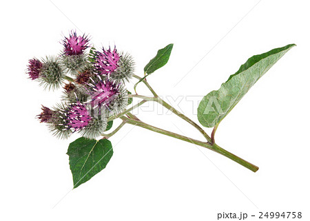 Burdock (Arctium lappa ) 24994758