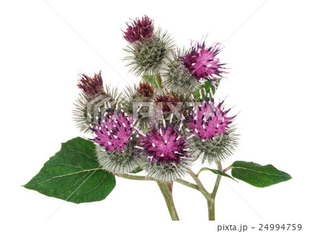 Burdock (Arctium lappa ) 24994759
