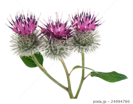 Burdock (Arctium lappa ) 24994760