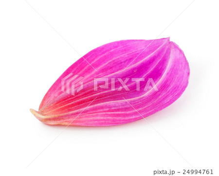 dahlia petal 24994761