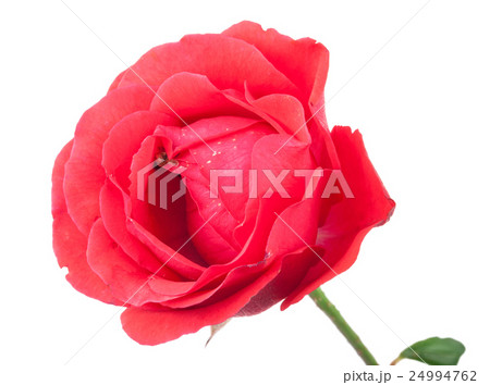 Red rose isolated on white 24994762