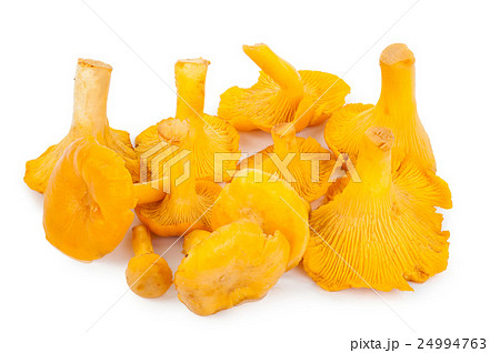 Yellow chanterelles 24994763