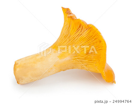 Yellow chanterelle 24994764