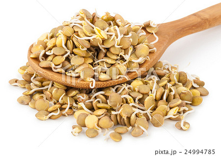 Sprouted lentils 24994785