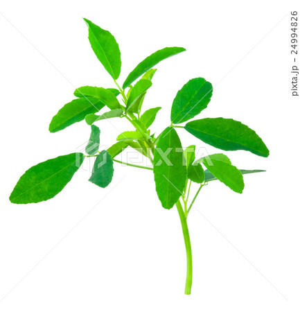 Medicinal plant 24994826