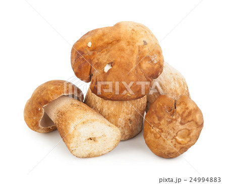Fresh boletus edulis Fresh boletus edulis 24994883
