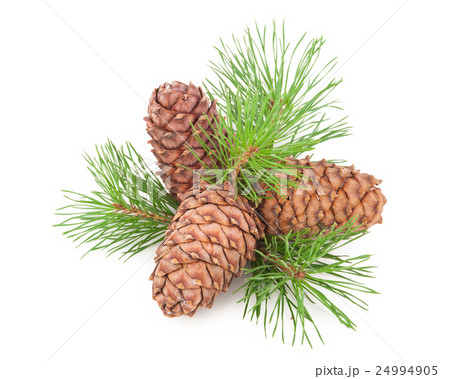 Cedar cones with branch Cedar cones with branch 24994905