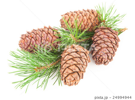 Cedar cones with branch Cedar cones with branch 24994944