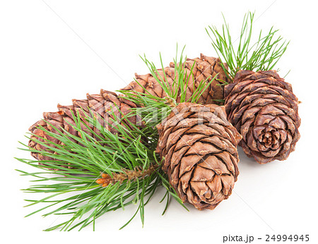 Cedar cones with branch 24994945