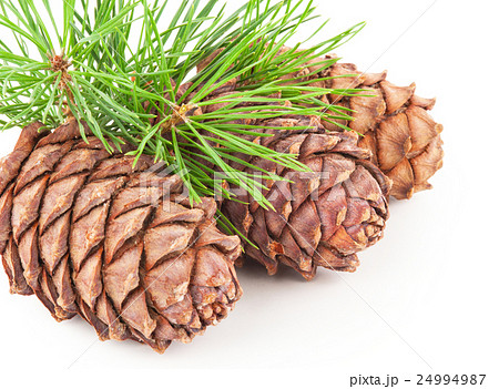 Cedar cones with branch 24994987