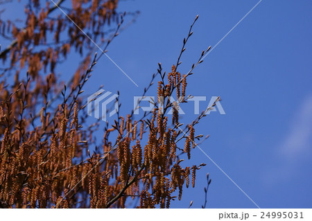 赤四手 アカシデの花 赤四手 アカシデの花 24995031