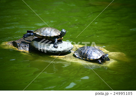 亀の甲羅干し 24995105