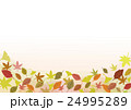 落ち葉　紅葉 24995289