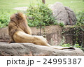 ライオン 24995387