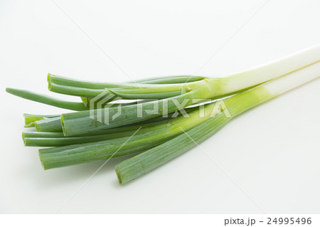 白葱 白バック 白葱 白バック 24995496