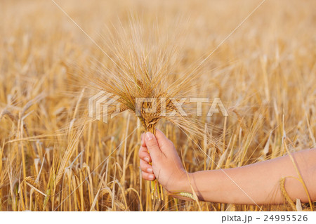 Wheat ears barley in the hand 24995526